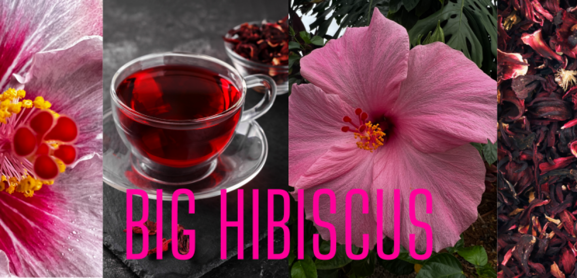 January: Featured Tea