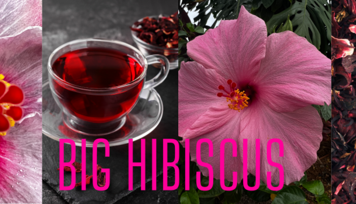 January: Featured Tea